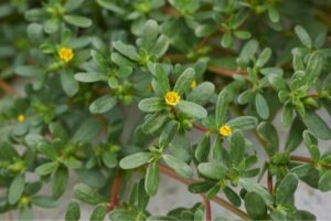 Purslane