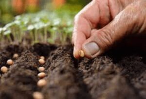 What Is An Overseeding