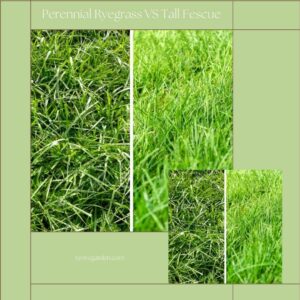 perennial ryegrass vs fescue